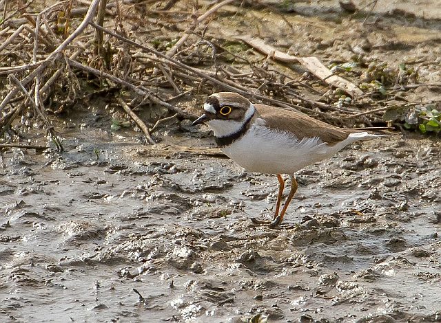 Flussregenpfeifer &copy; Carl-Peter Herbolzheimer