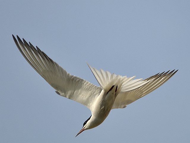 Flussseeschwalbe &copy; Friedrich Renner