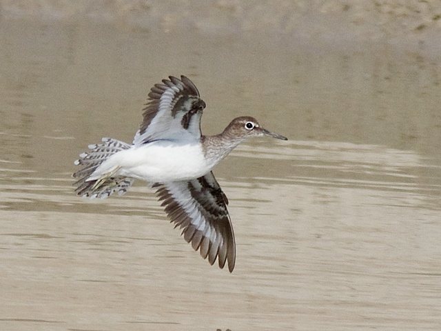 Flussuferläufer &copy; Robert Gerigk