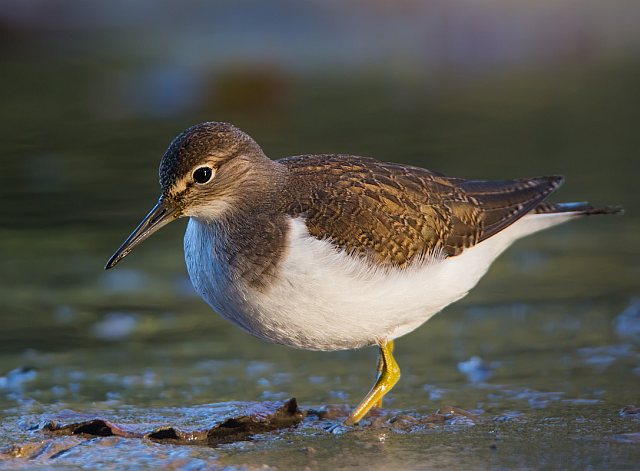 Flussuferläufer &copy; Gunther Zieger