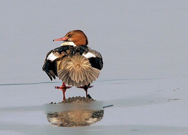 Gänsesäger &copy; H.-Dieter Naundorf