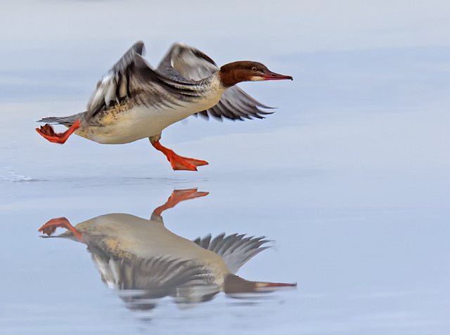 Gänsesäger &copy; Johannes Sänze