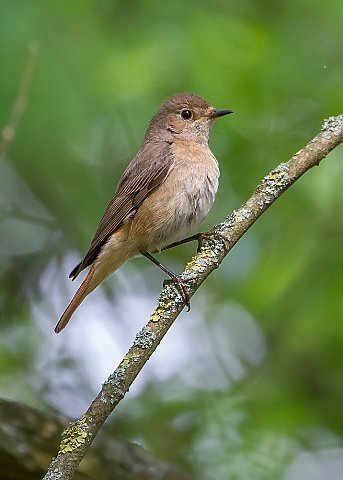 Gartenrotschwanz &copy; Carl-Peter Herbolzheimer