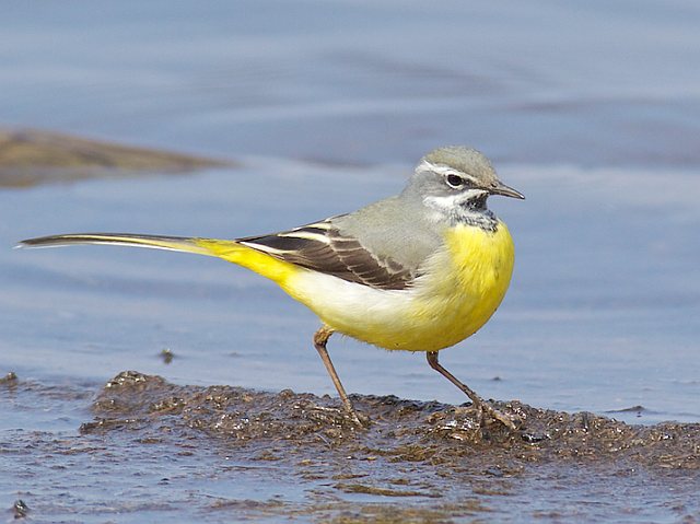 Gebirgsstelze &copy; Horst Beer