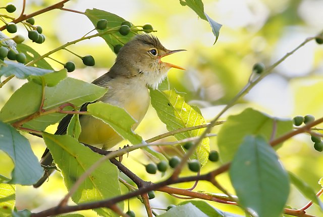 Gelbspötter &copy; Michael Manitz