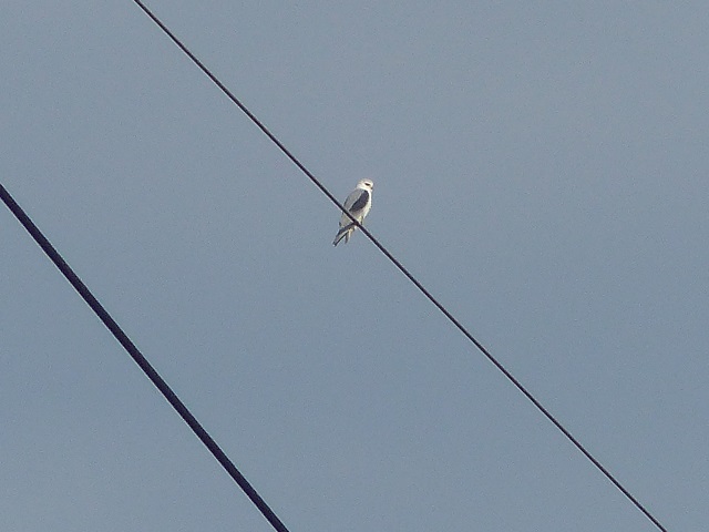 Gleitaar &copy; Franz Segieth