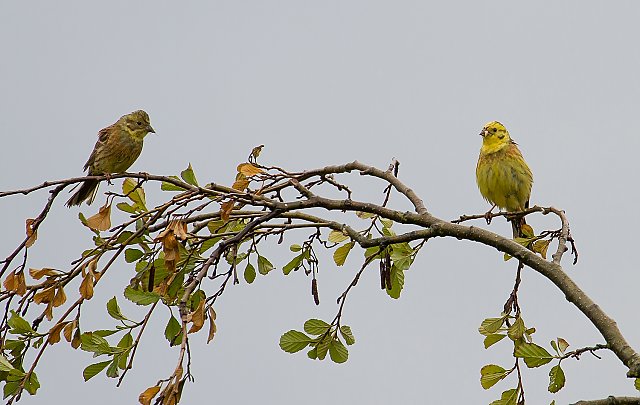 Goldammer &copy; Carl-Peter Herbolzheimer