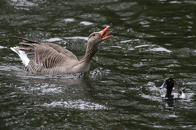 Graugans &copy; Carl-Peter Herbolzheimer