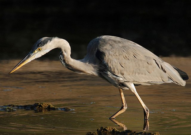 Graureiher &copy; Michael Manitz
