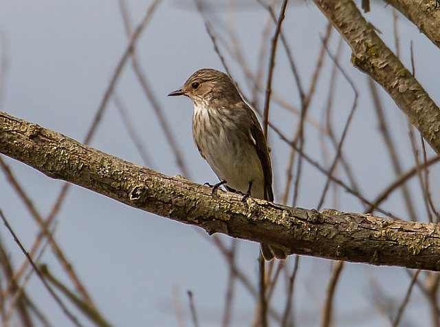 Grauschnäpper &copy; Carl-Peter Herbolzheimer