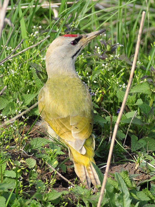 Grauspecht &copy; Norbert Estner