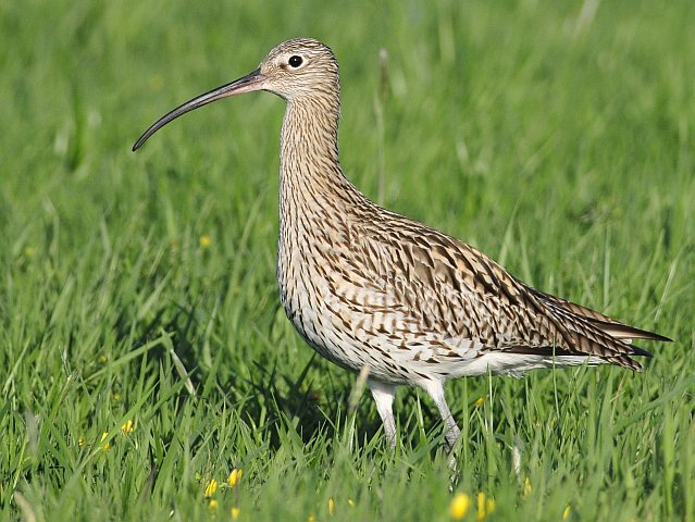 Großer Brachvogel &copy; Norbert Estner