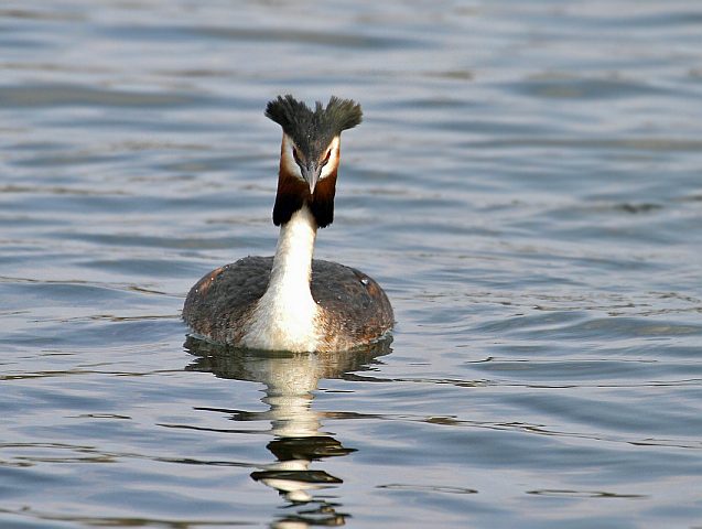 Haubentaucher &copy; Carl-Peter Herbolzheimer