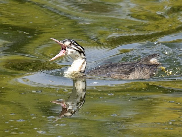 Haubentaucher &copy; Friedrich Renner