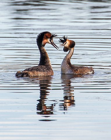 Haubentaucher &copy; Carl-Peter Herbolzheimer