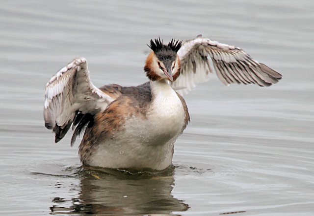 Haubentaucher &copy; H.-Dieter Naundorf
