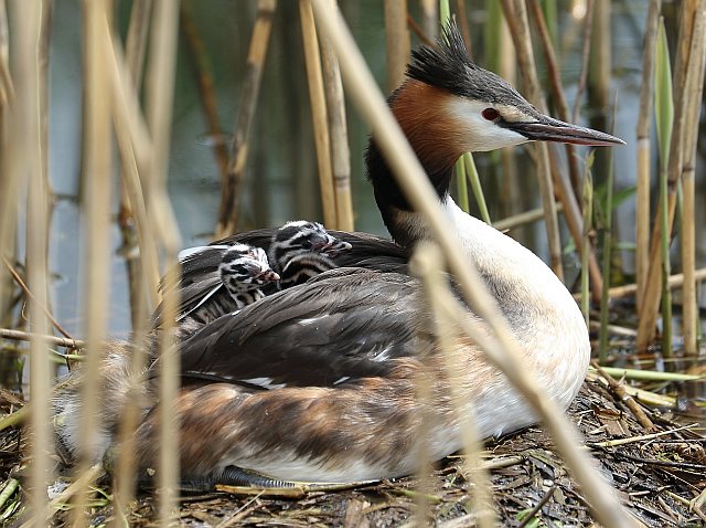 Haubentaucher &copy; Carl-Peter Herbolzheimer