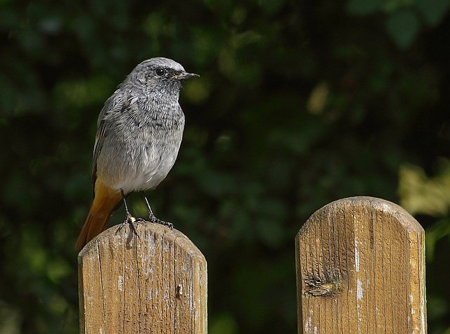 Hausrotschwanz &copy; Carl-Peter Herbolzheimer