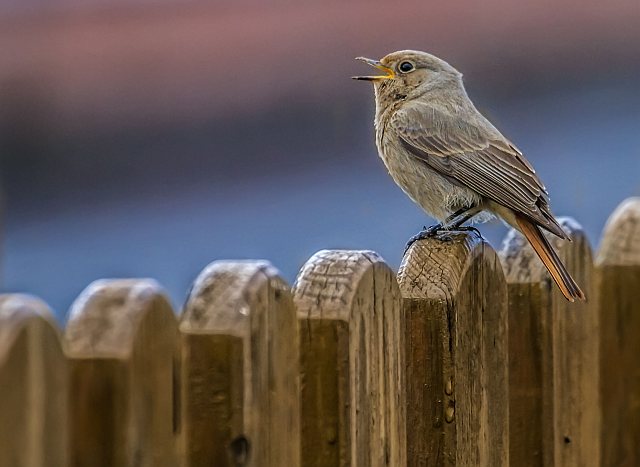Hausrotschwanz &copy; Carl-Peter Herbolzheimer