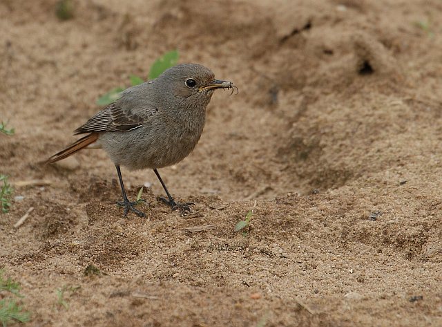 Hausrotschwanz &copy; Carl-Peter Herbolzheimer