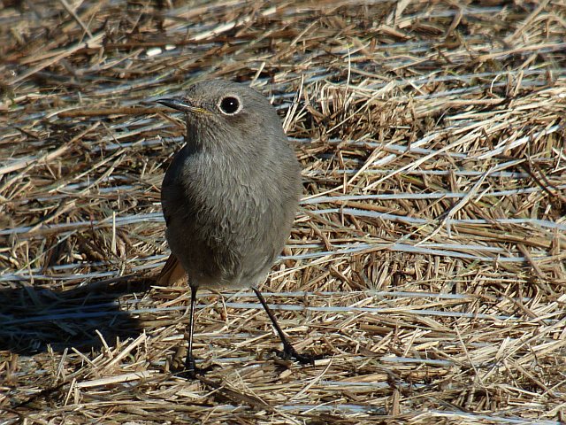 Hausrotschwanz &copy; Knut Höltke