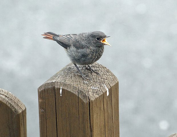 Hausrotschwanz &copy; Carl-Peter Herbolzheimer