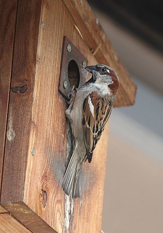 Haussperling © Carl-Peter Herbolzheimer