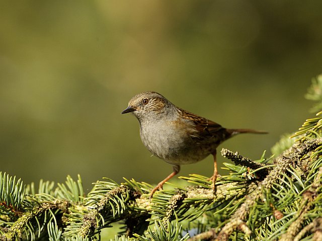 Heckenbraunelle &copy; Otmar Forster