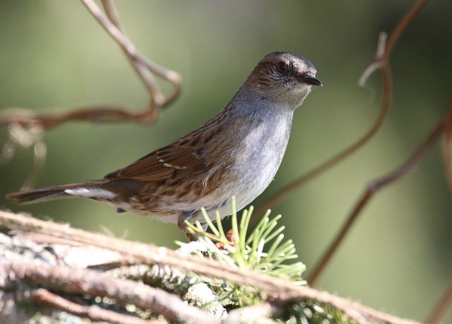 Heckenbraunelle © Carl-Peter Herbolzheimer