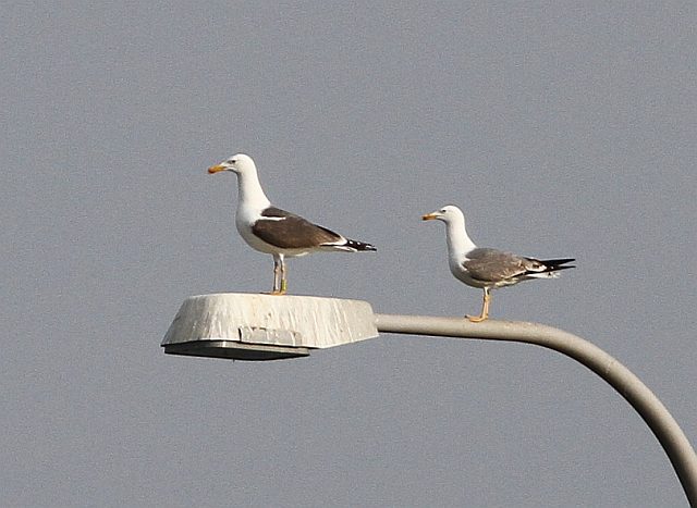 Hybride &copy; Kirsten Krätzel