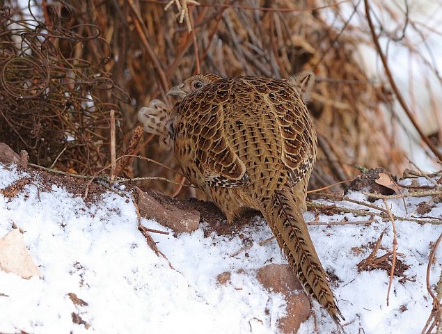 Jagdfasan © Carl-Peter Herbolzheimer