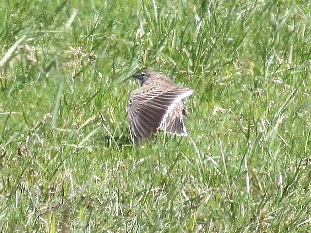 Kalanderlerche &copy; Christian Haass
