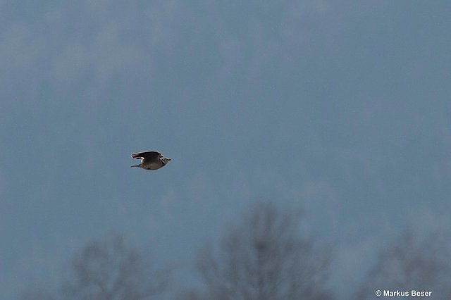 Kalanderlerche &copy; Markus Beser