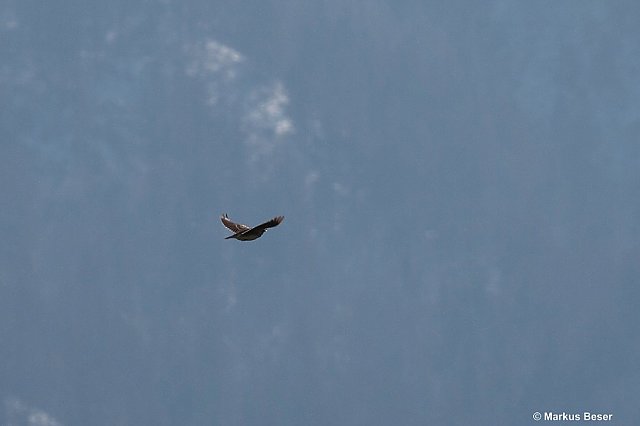 Kalanderlerche &copy; Markus Beser