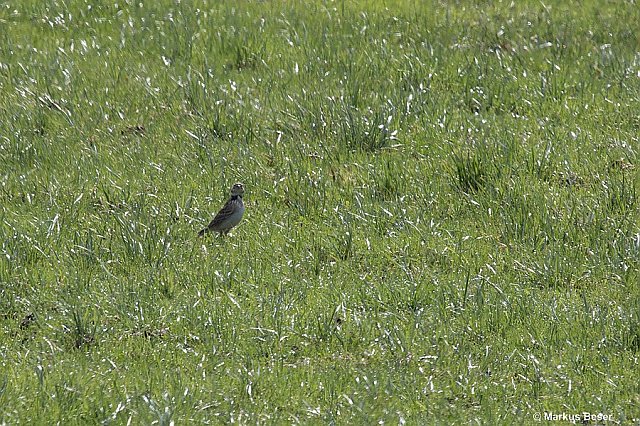 Kalanderlerche &copy; Markus Beser