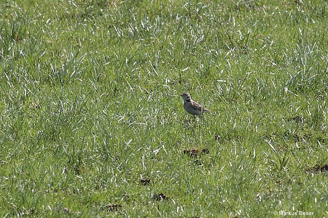 Kalanderlerche &copy; Markus Beser