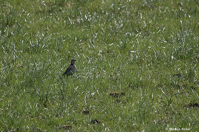 Kalanderlerche &copy; Markus Beser