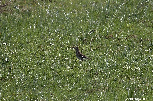 Kalanderlerche &copy; Markus Beser