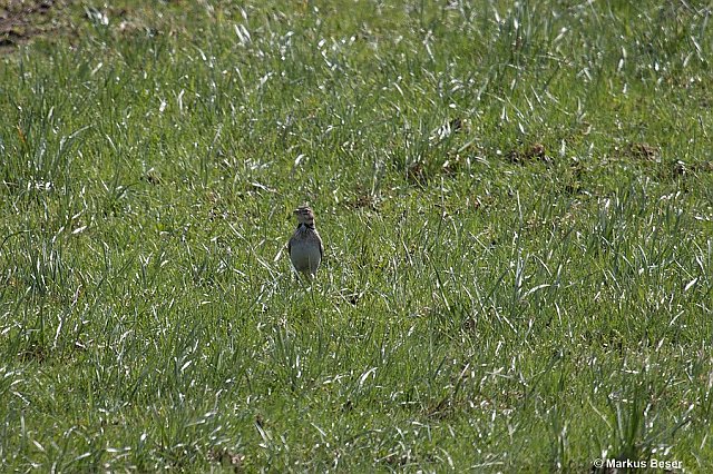 Kalanderlerche &copy; Markus Beser