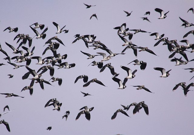 Kampfläufer &copy; Winfried Erlwein