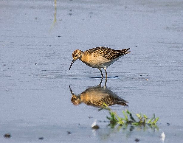 Kampfläufer &copy; Carl-Peter Herbolzheimer