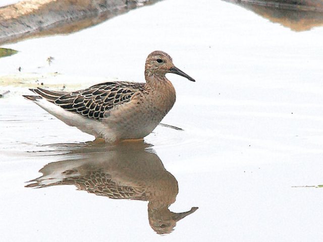 Kampfläufer &copy; H.-Dieter Naundorf