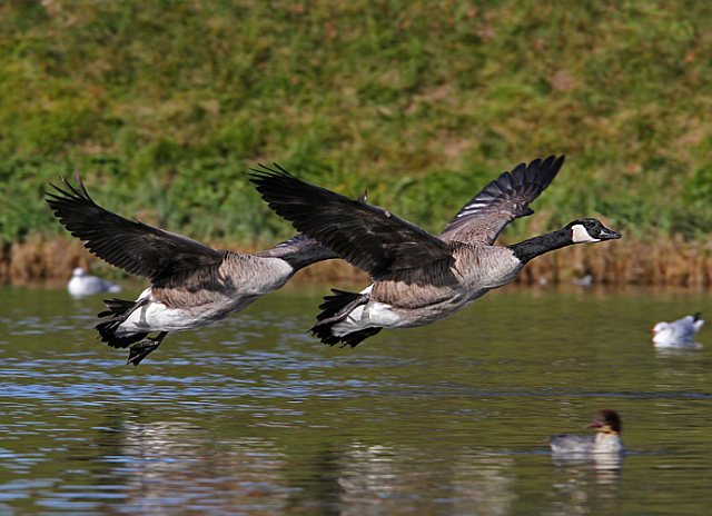 Kanadagans &copy; Christoph Moning