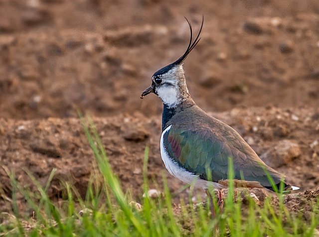 Kiebitz &copy; Carl-Peter Herbolzheimer