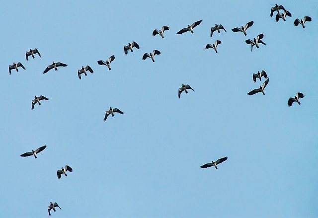 Kiebitz &copy; Carl-Peter Herbolzheimer