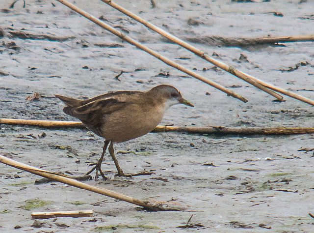 Kleines Sumpfhuhn &copy; Susanne Rieck