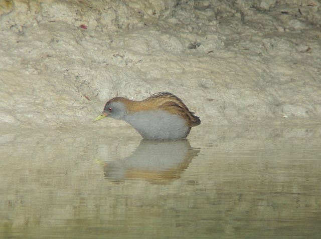 Kleines Sumpfhuhn &copy; Franz  Kretschmar