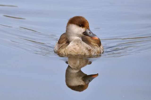 Kolbenente &copy; Hartmut Strobel