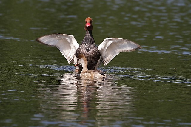 Kolbenente &copy; Carl-Peter Herbolzheimer