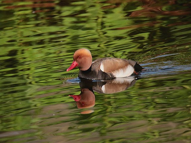 Kolbenente &copy; Winfried Erlwein